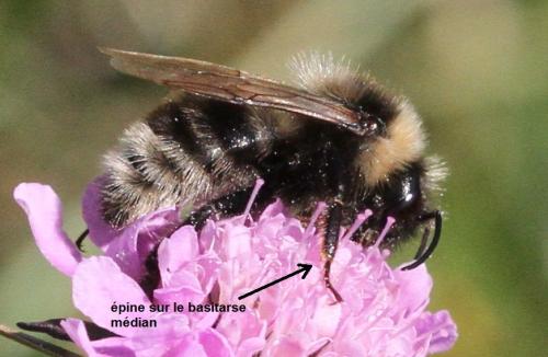 Bombus sp.